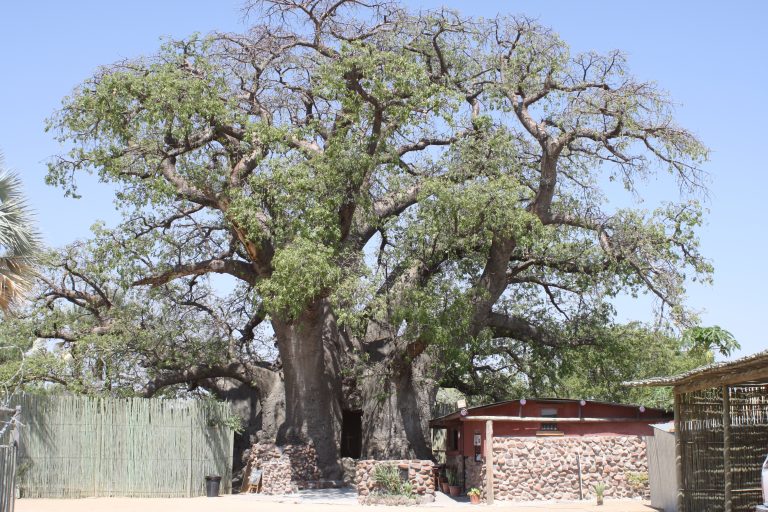 Ombalantu Baobab Tree, northern Namibia