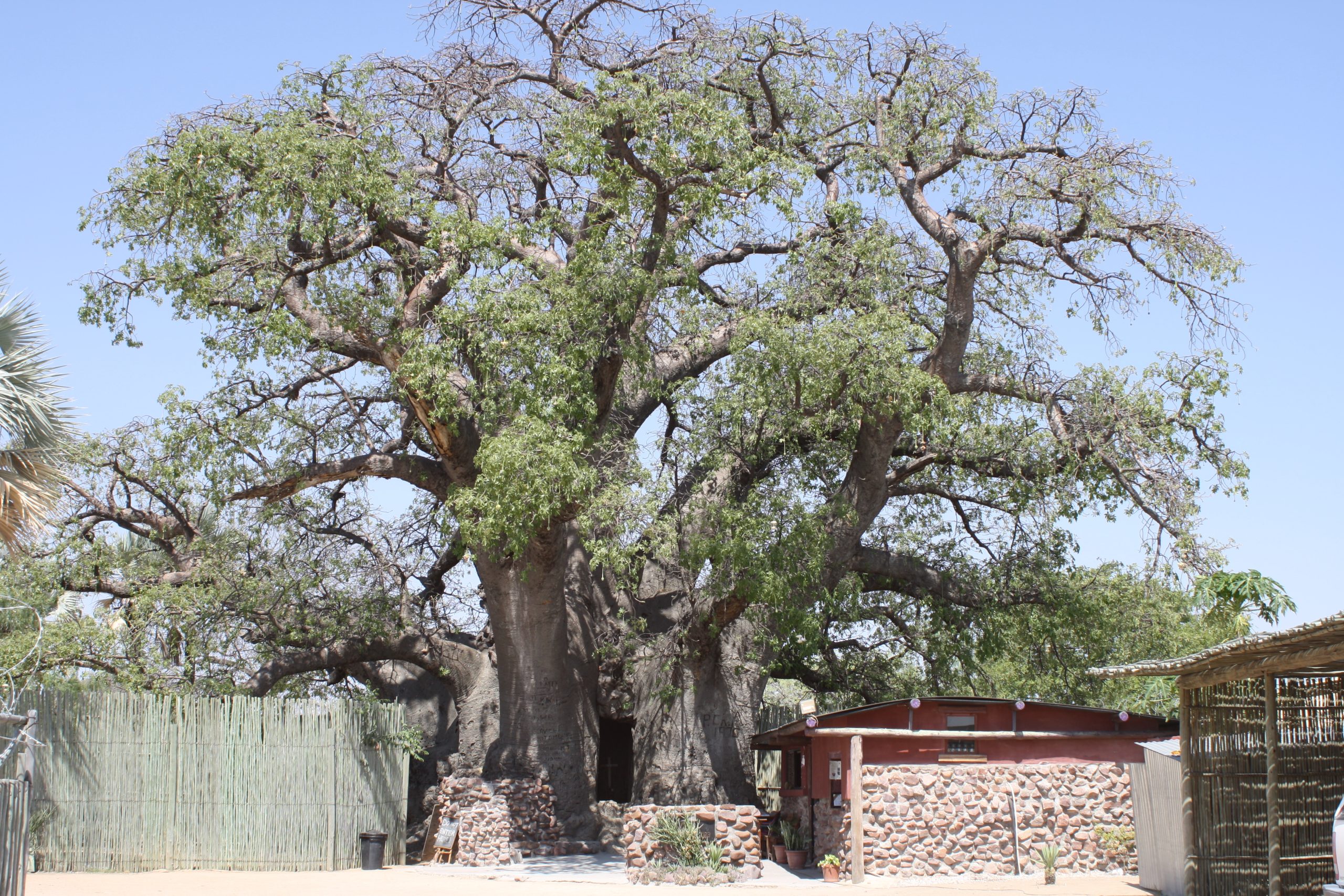 Ombalantu Baobab Tree, northern Namibia